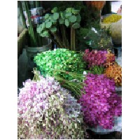 flower market-600.jpg